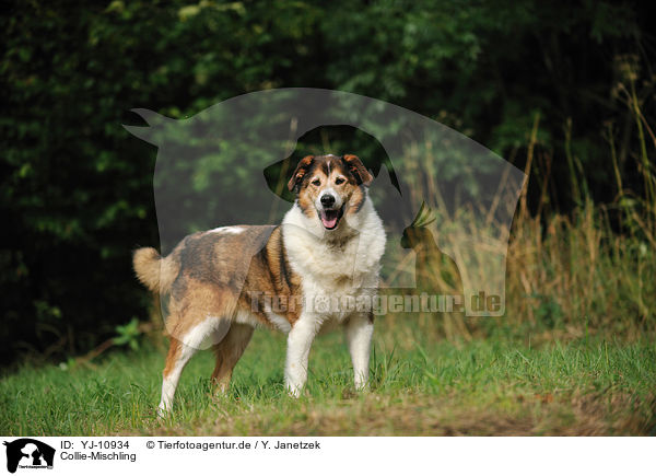 Collie-Mischling / Collie-Mongrel / YJ-10934
