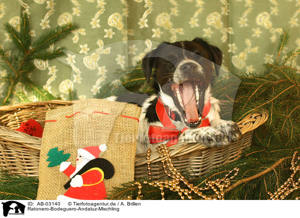Ratonero-Bodeguero-Andaluz-Mischling / Ratonero-Bodeguero-Andaluz-Mongrel / AB-03140