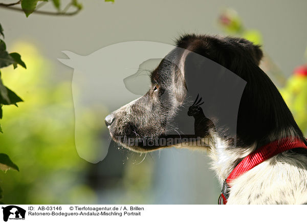 Ratonero-Bodeguero-Andaluz-Mischling Portrait / Ratonero-Bodeguero-Andaluz-Mongrel Portrait / AB-03146