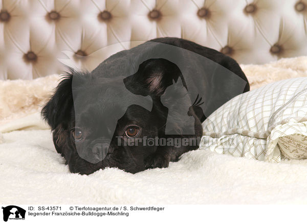 liegender Franzsiche-Bulldogge-Mischling / lying Frensh-Bulldog-Mongrel / SS-43571