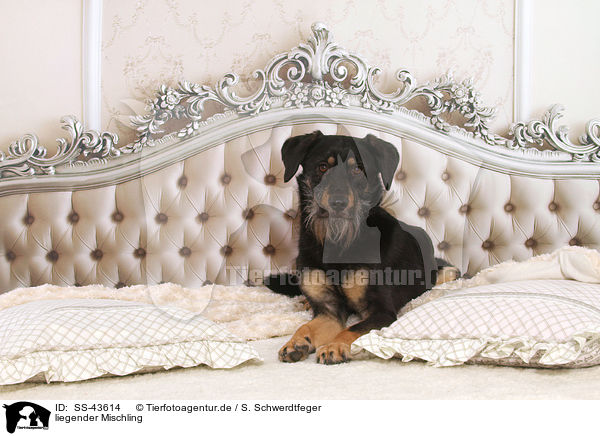 liegender Mischling / lying mongrel / SS-43614