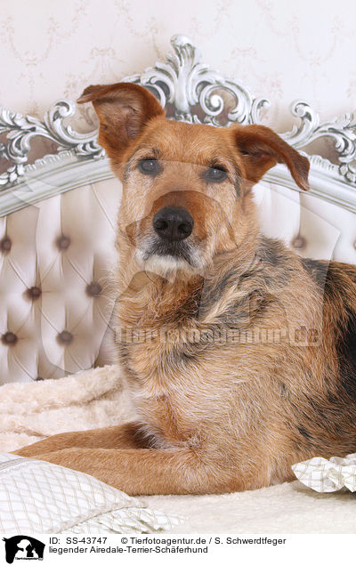 liegender Airedale-Terrier-Schferhund / lying Airedale-Terrier-Shepherd / SS-43747