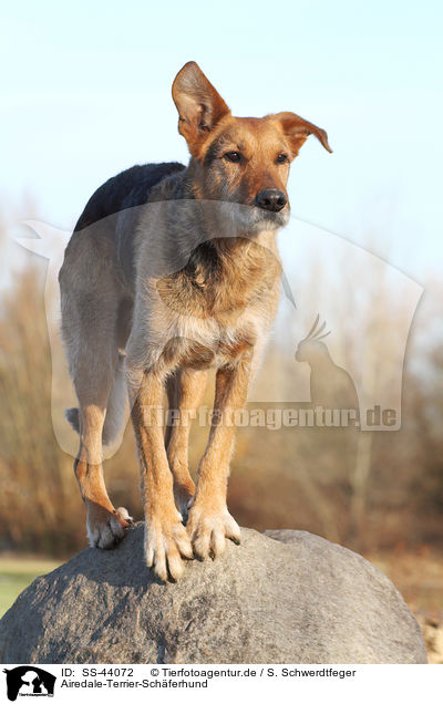 Airedale-Terrier-Schferhund / Airedale-Terrier-Shepherd / SS-44072