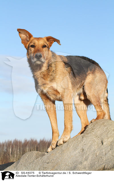 Airedale-Terrier-Sch�ferhund / Airedale-Terrier-Shepherd / SS-44075