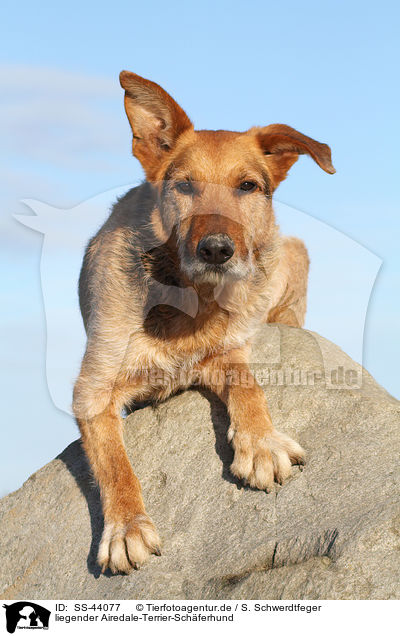 liegender Airedale-Terrier-Schferhund / SS-44077