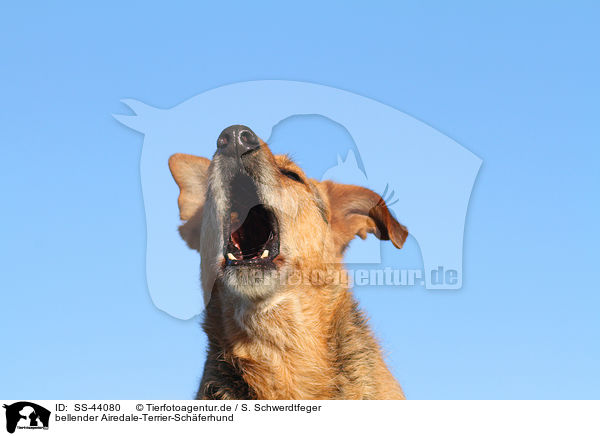 bellender Airedale-Terrier-Schferhund / barking Airedale-Terrier-Shepherd / SS-44080