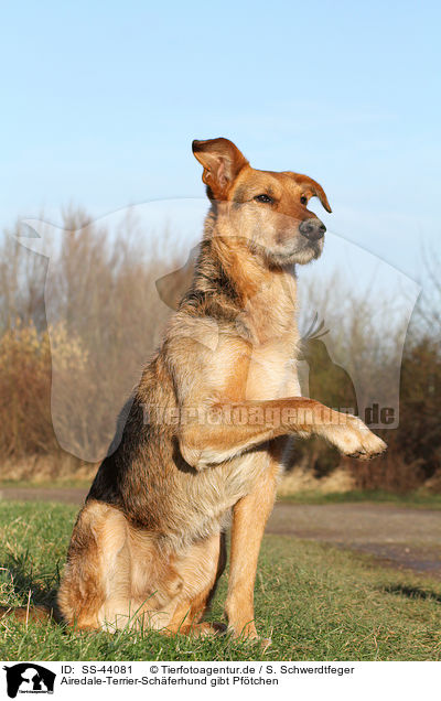 Airedale-Terrier-Schferhund gibt Pftchen / Airedale-Terrier-Shepherd gives paw / SS-44081