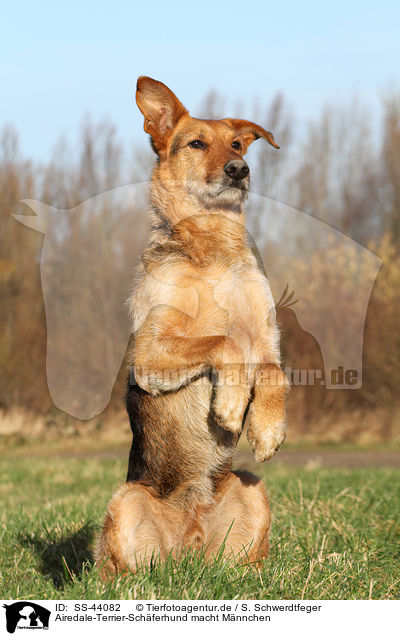 Airedale-Terrier-Schferhund macht Mnnchen / begging Airedale-Terrier-Shepherd / SS-44082
