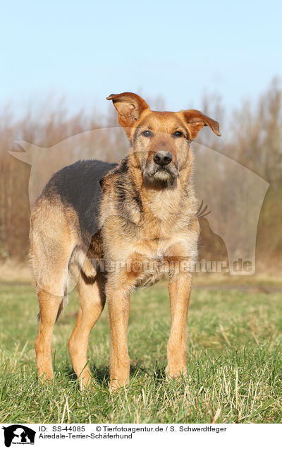 Airedale-Terrier-Schferhund / SS-44085