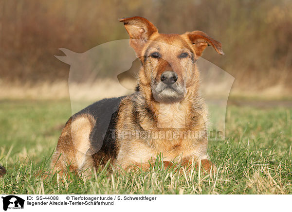 liegender Airedale-Terrier-Schferhund / SS-44088