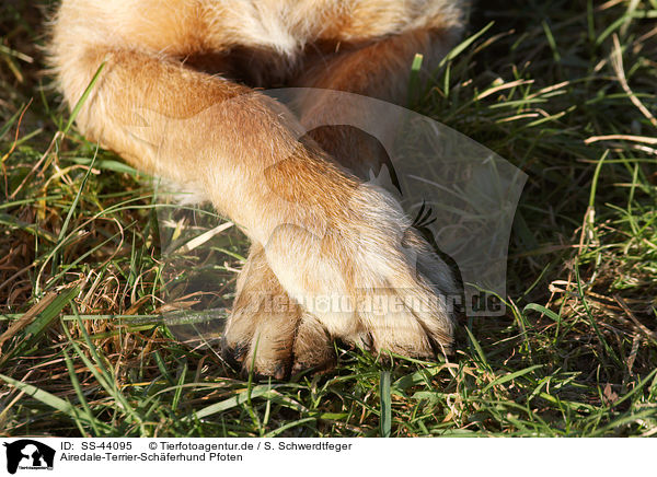 Airedale-Terrier-Sch�ferhund Pfoten / Airedale-Terrier-Shepherd paws / SS-44095