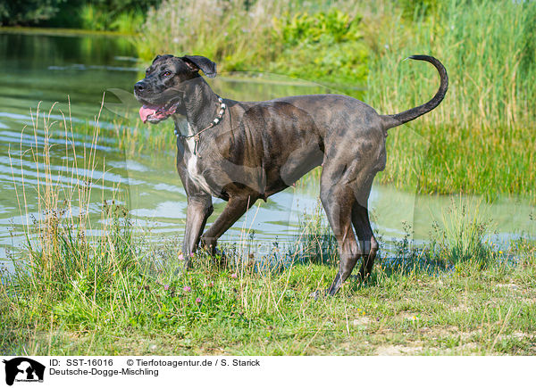 Deutsche-Dogge-Mischling / Great-Dane-Mongrel / SST-16016