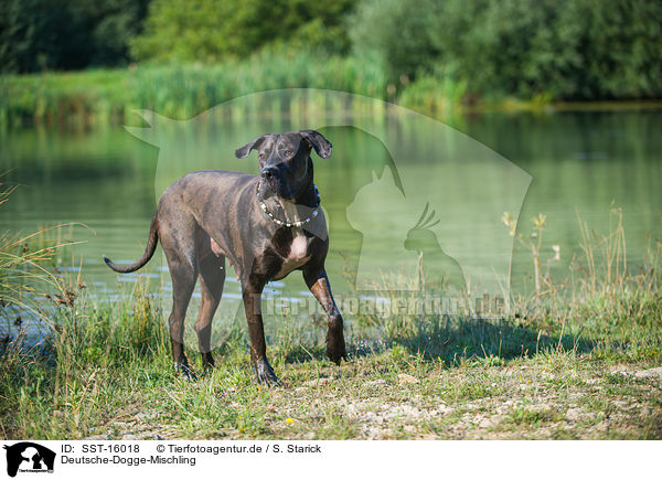 Deutsche-Dogge-Mischling / Great-Dane-Mongrel / SST-16018