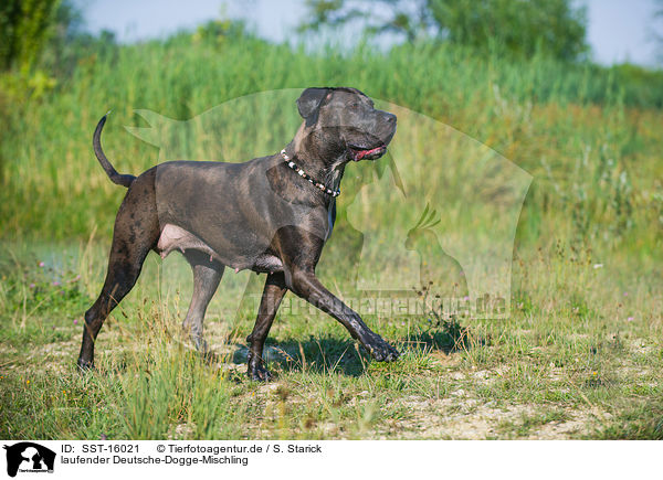 laufender Deutsche-Dogge-Mischling / walking Great-Dane-Mongrel / SST-16021