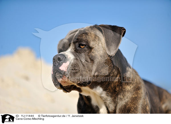 Cane-Corso-Mischling / YJ-11444