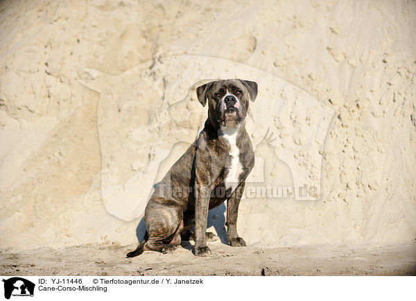 Cane-Corso-Mischling / YJ-11446