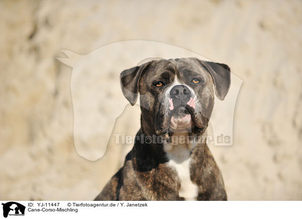 Cane-Corso-Mischling / YJ-11447