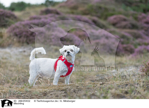 Mischling / mongrel / AM-05402