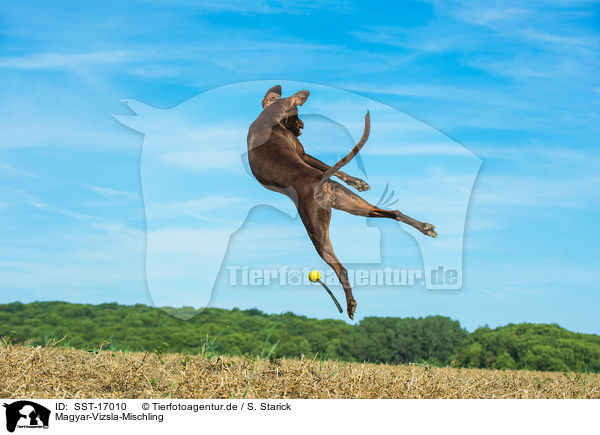 Magyar-Vizsla-Mischling / Magyar-Vizsla-Mongrel / SST-17010