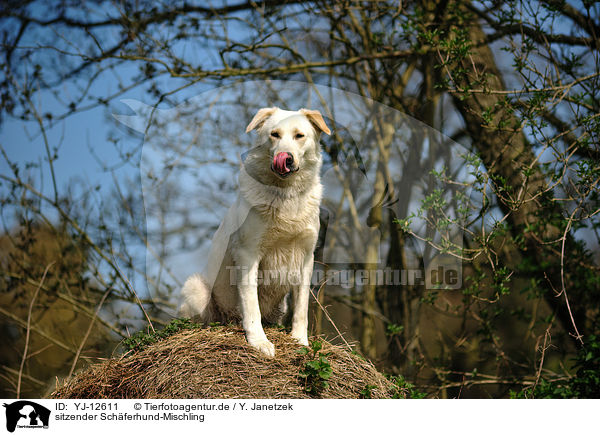 sitzender Schferhund-Mischling / sitting Shepherd-Mongrel / YJ-12611
