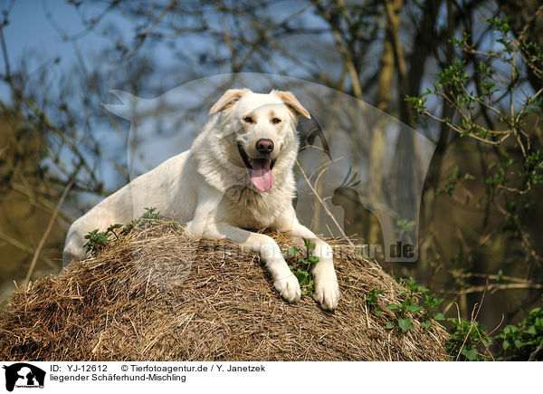 liegender Schferhund-Mischling / lying Shepherd-Mongrel / YJ-12612