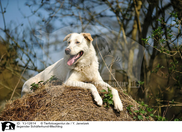 liegender Schferhund-Mischling / lying Shepherd-Mongrel / YJ-12614