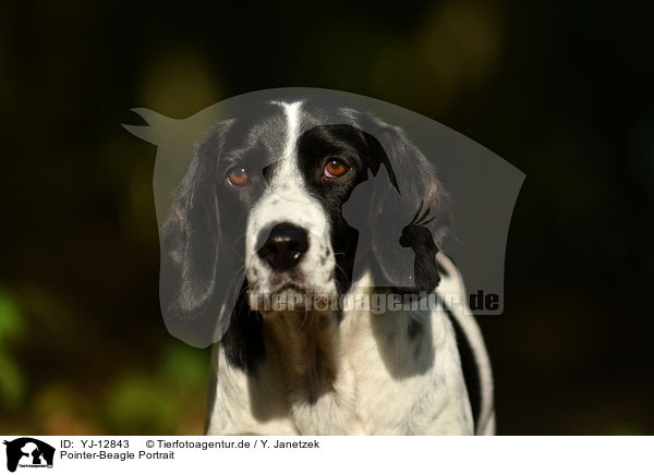 Pointer-Beagle Portrait / Pointer-Beagle Portrait / YJ-12843