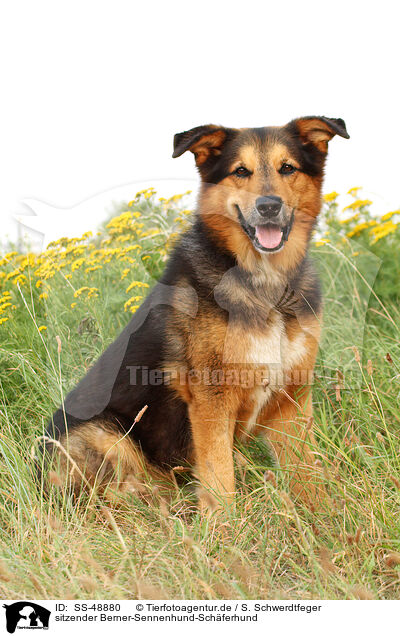 sitzender Berner-Sennenhund-Sch�ferhund / sitting Bernese-Mountain-Dog-Shepherd / SS-48880