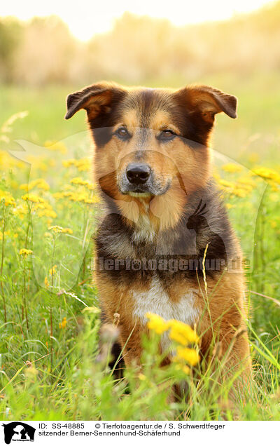 sitzender Berner-Sennenhund-Schferhund / sitting Bernese-Mountain-Dog-Shepherd / SS-48885