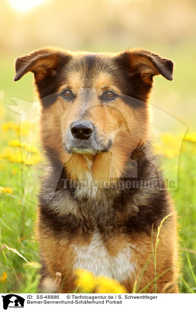 Berner-Sennenhund-Schferhund Portrait / Bernese-Mountain-Dog-Shepherd Portrait / SS-48886