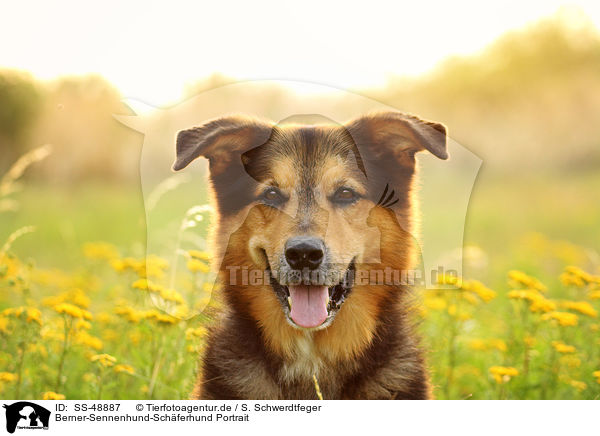 Berner-Sennenhund-Sch�ferhund Portrait / Bernese-Mountain-Dog-Shepherd Portrait / SS-48887