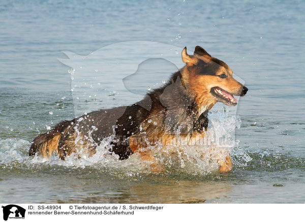 rennender Berner-Sennenhund-Schferhund / running Bernese-Mountain-Dog-Shepherd / SS-48904