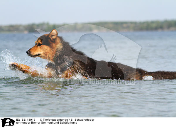 rennender Berner-Sennenhund-Schferhund / running Bernese-Mountain-Dog-Shepherd / SS-48916