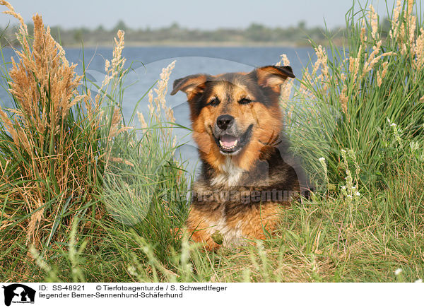 liegender Berner-Sennenhund-Schferhund / lying Bernese-Mountain-Dog-Shepherd / SS-48921