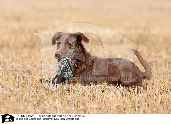 liegender Labrador-Retriever-Deutsch-Drahthaar / lying Labrador-Retriever-German-Wirehaired-Pointer / NS-04621