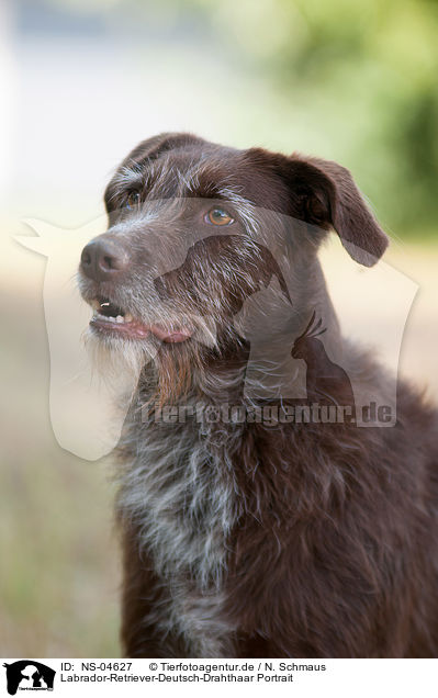 Labrador-Retriever-Deutsch-Drahthaar Portrait / Labrador-Retriever-German-Wirehaired-Pointer Portrait / NS-04627