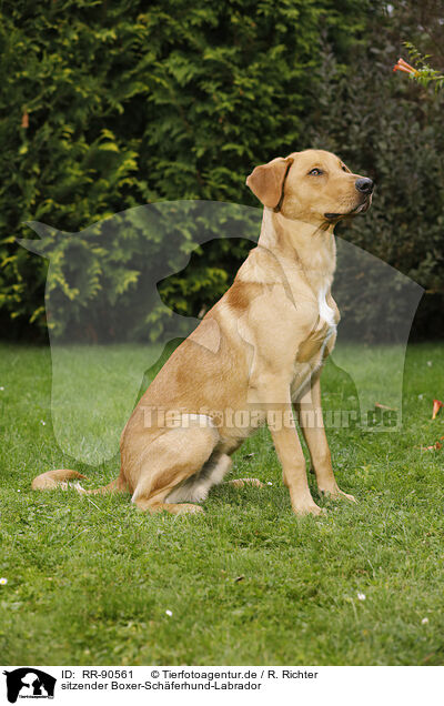 sitzender Boxer-Schferhund-Labrador / sitting Boxer-Shepherd-Labrador / RR-90561