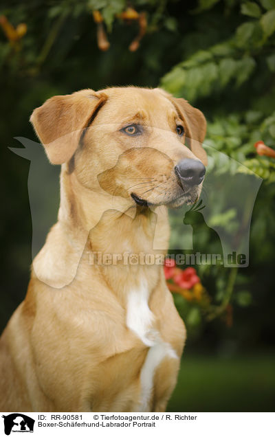 Boxer-Schferhund-Labrador Portrait / Boxer-Shepherd-Labrador Portrait / RR-90581