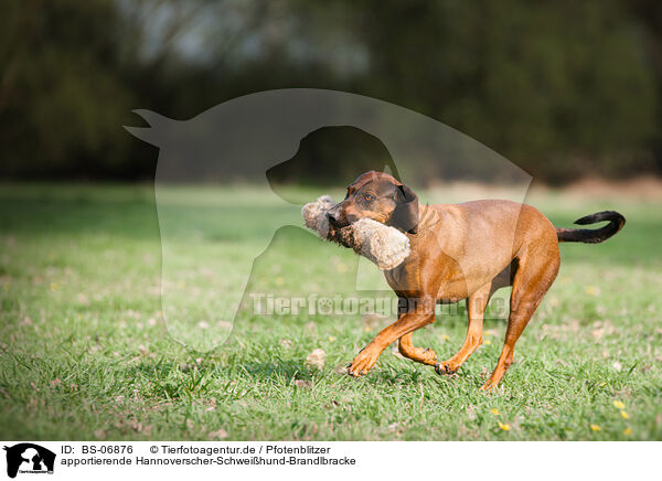 apportierende Hannoverscher-Schweihund-Brandlbracke / retrieving Hanoverian-Hound-Austrian-Black-and-Tan-Hound / BS-06876