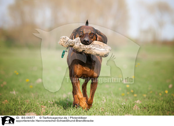 apportierende Hannoverscher-Schweihund-Brandlbracke / retrieving Hanoverian-Hound-Austrian-Black-and-Tan-Hound / BS-06877