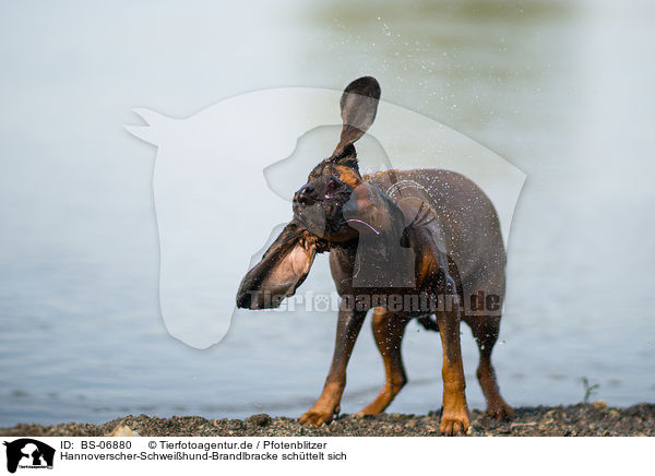 Hannoverscher-Schweihund-Brandlbracke schttelt sich / shaling Hanoverian-Hound-Austrian-Black-and-Tan-Hound / BS-06880