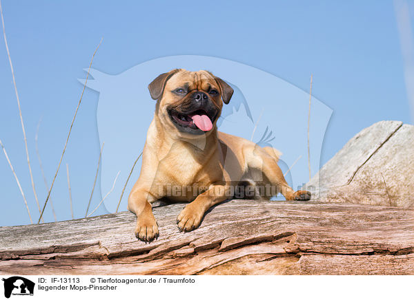 liegender Mops-Pinscher / lying Pug-Pinscher / IF-13113
