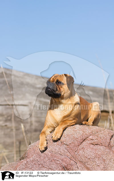 liegender Mops-Pinscher / lying Pug-Pinscher / IF-13122