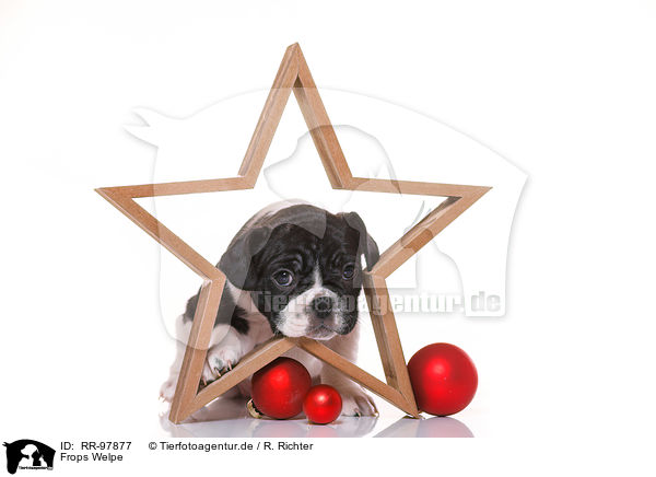 Frops Welpe / French-Bulldog-Pug-Puppy / RR-97877