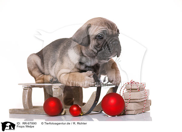 Frops Welpe / French-Bulldog-Pug-Puppy / RR-97890