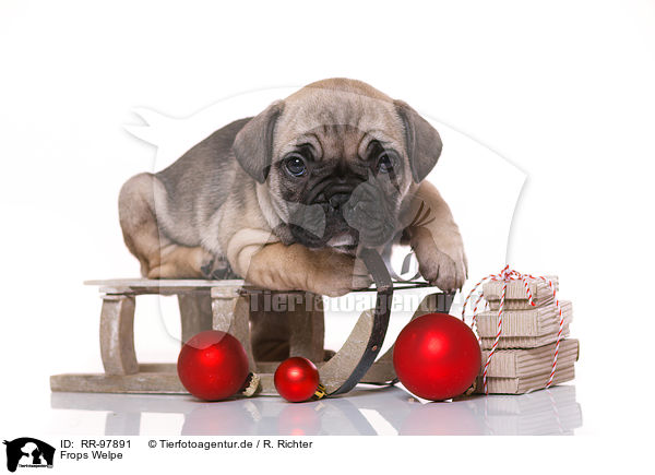 Frops Welpe / French-Bulldog-Pug-Puppy / RR-97891