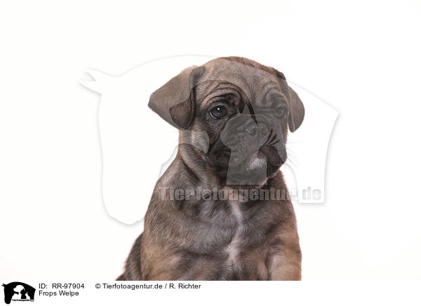 Frops Welpe / French-Bulldog-Pug-Puppy / RR-97904