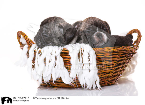 Frops Welpen / French-Bulldog-Pug-Puppies / RR-97910