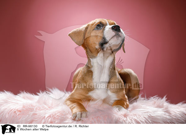 8 Wochen alter Welpe / 8 weeks old puppy / RR-98130