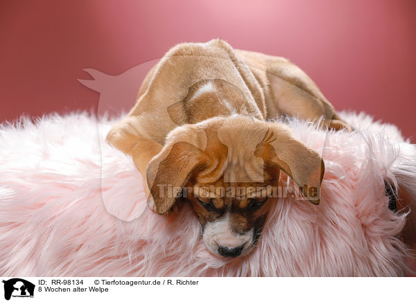 8 Wochen alter Welpe / 8 weeks old puppy / RR-98134